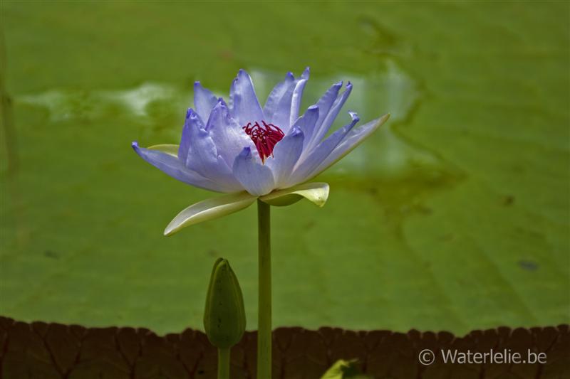 'Kew's Kabuki'.jpg